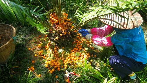 重庆铁树开花爆料视频大全,视频大全揭秘罕见自然现象 第3张 重庆铁树开花爆料视频大全,视频大全揭秘罕见自然现象 第3张